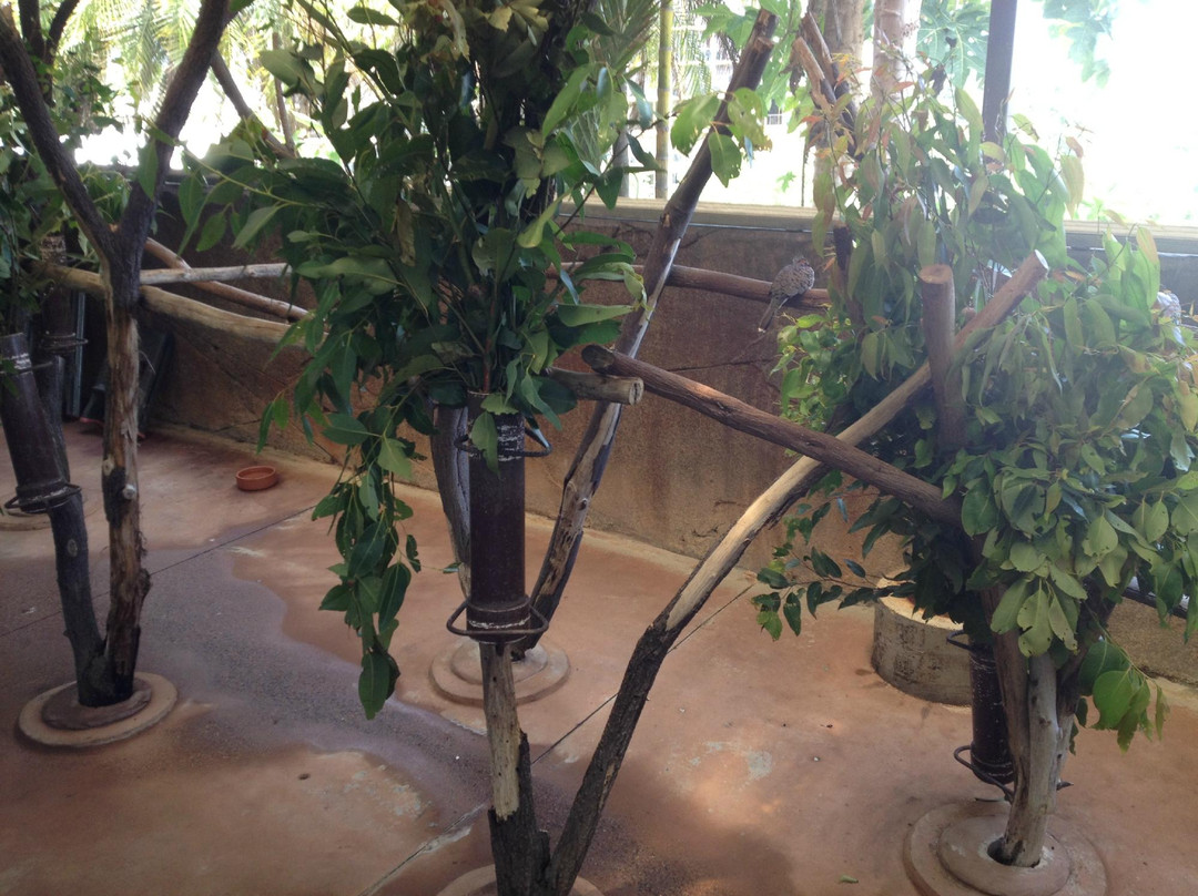 Cairns ZOOM and Wildlife Dome-凯恩斯必去景点