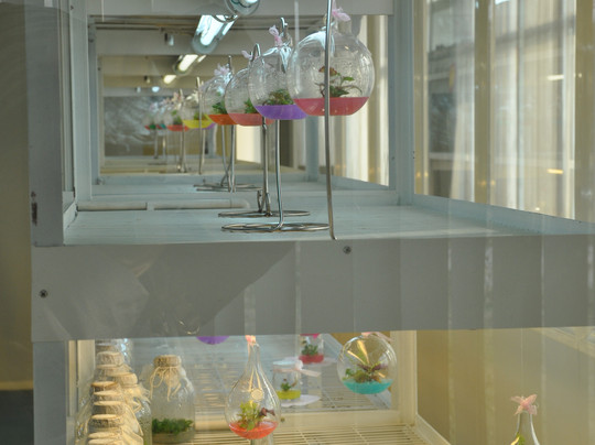 北京世界花卉大观园-北京市必去景点