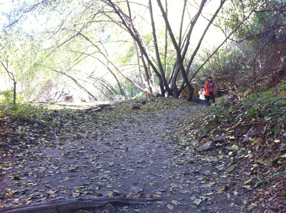 黄山植物大观园-黄山市必去景点