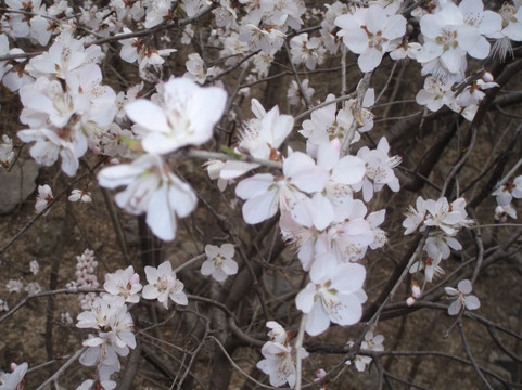 鹫峰国家森林公园-北京市必去景点