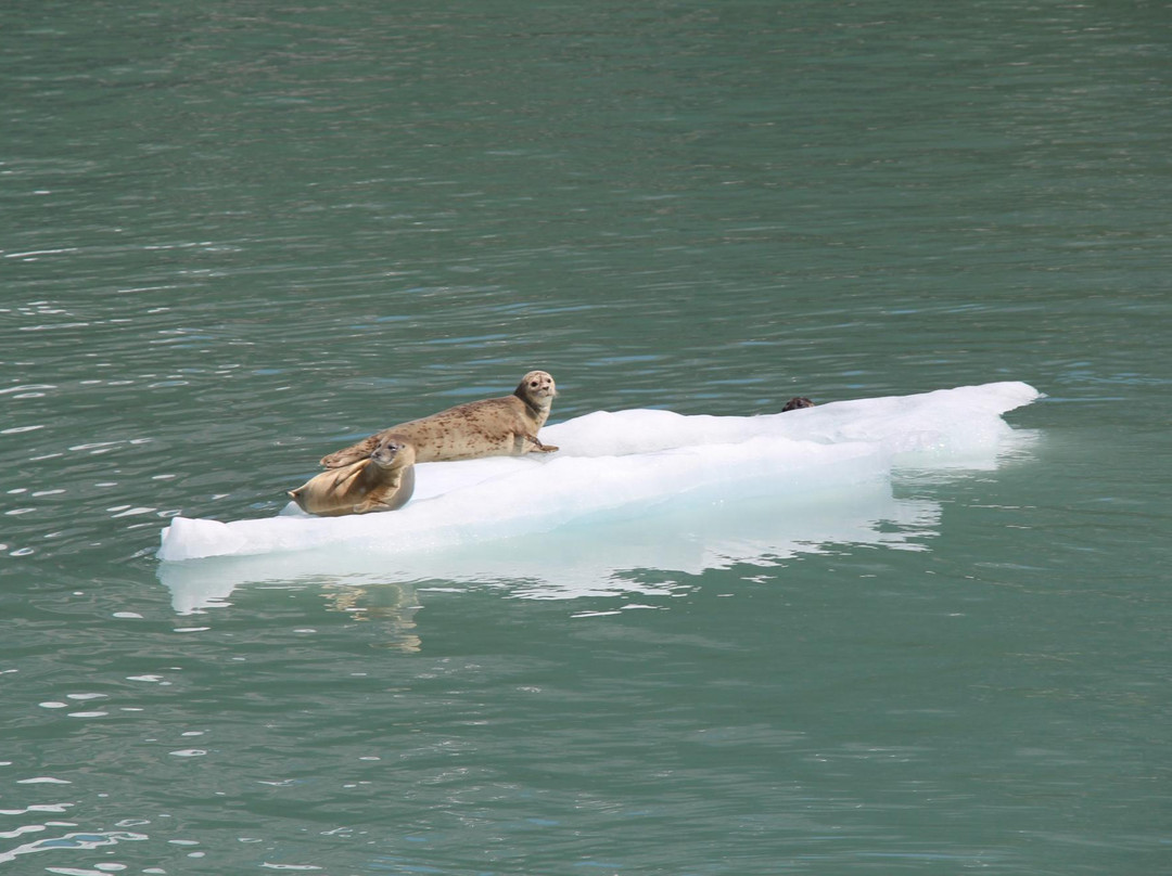 Kenai Fjords Tours-苏厄德必去景点