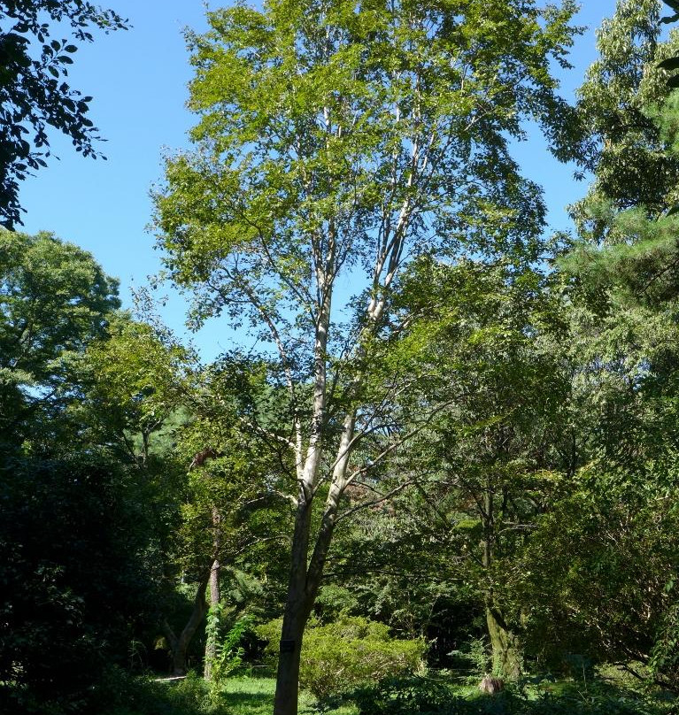 The University of Tokyo, Tanashi Forest-西东京市必去景点