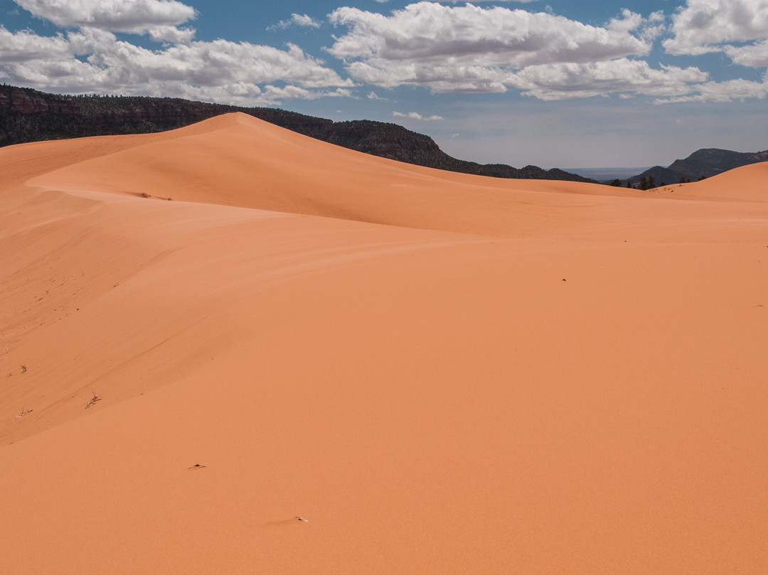 Coral Pink Sand Dunes State Park-卡纳布必去景点