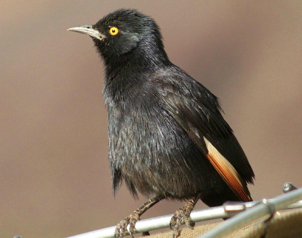 Ai-Ais Hotsprings Spa-Fish River Region必去景点