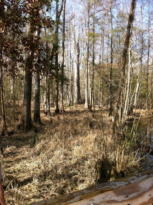 Rice Creek Conservation Area-Palatka必去景点