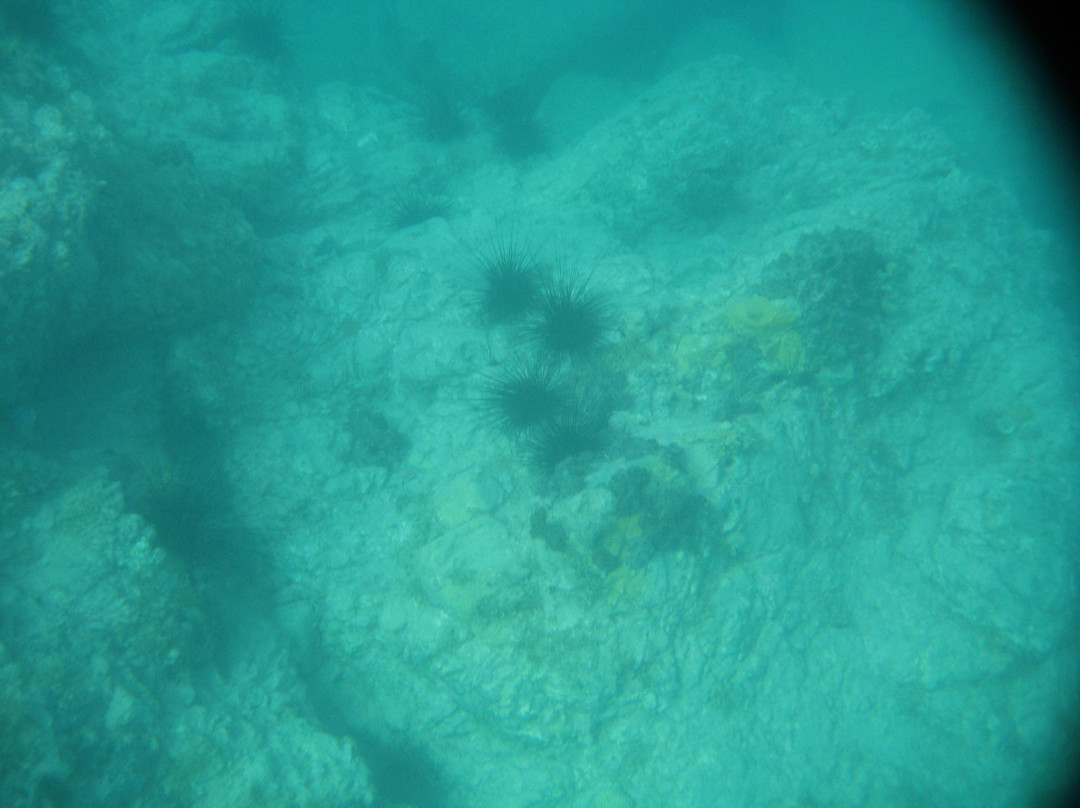 Tiki Hut Snorkel Park景点图片