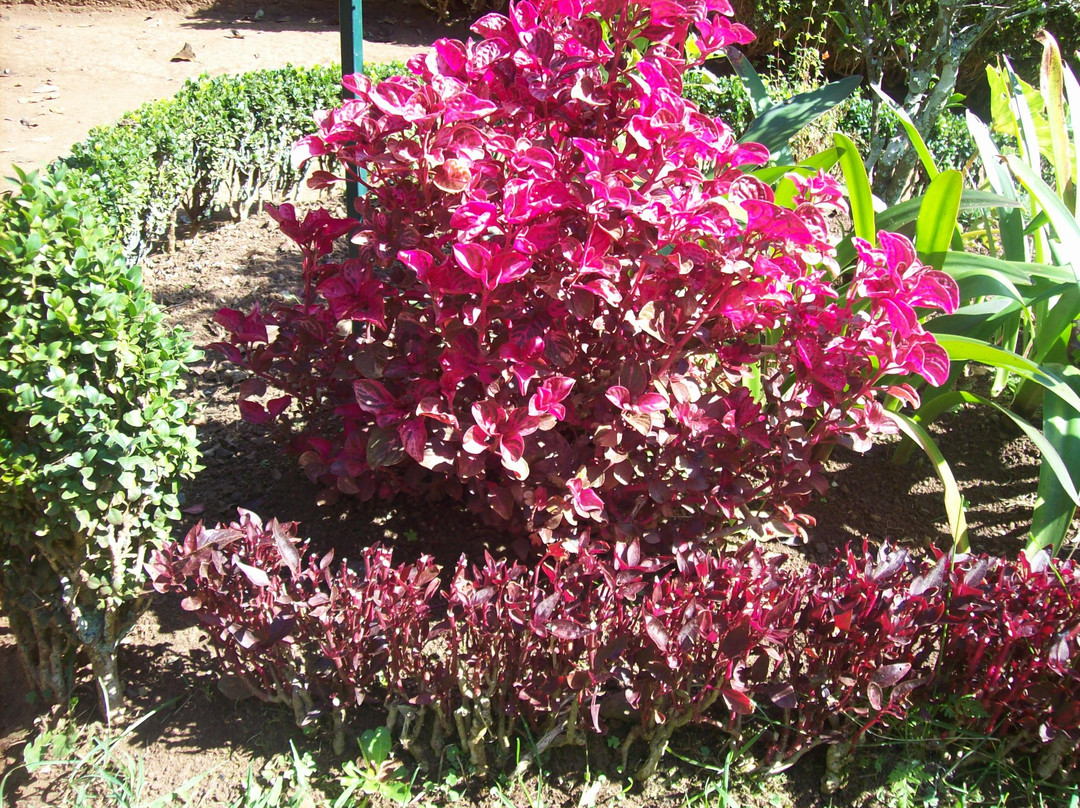 Palheiro Gardens-沙尔必去景点