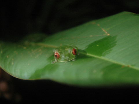 The Night Tour with Tracie The Bug Lady-德雷克湾必去景点