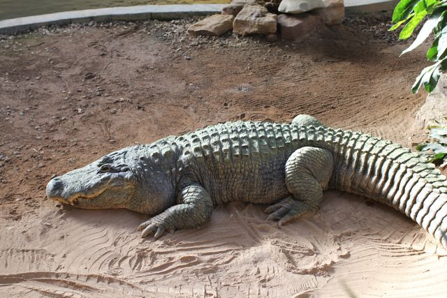 Clyde Peeling's Reptiland-Allenwood必去景点