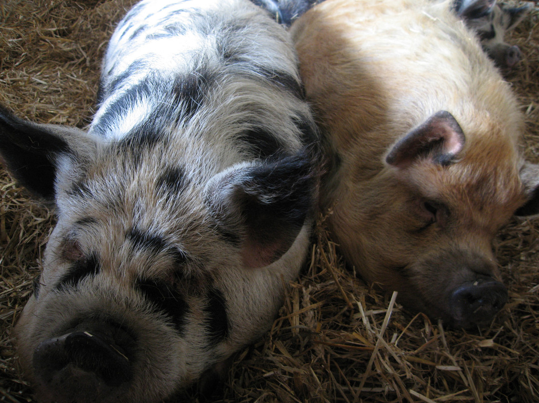 Down at the Farm-Houghton-le-Spring必去景点
