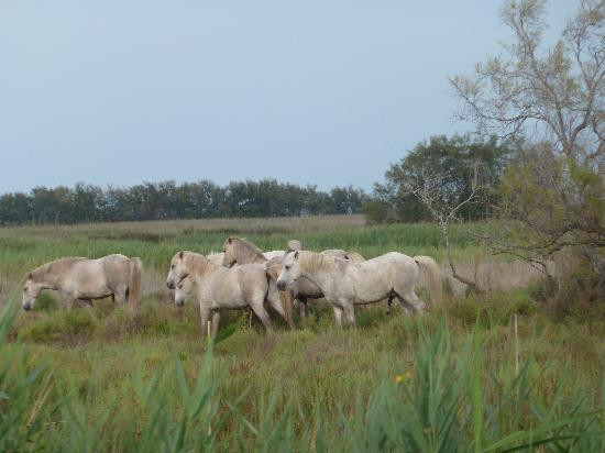 卡马格-普罗旺斯必去景点