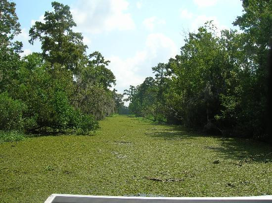 Airboat Adventures景点图片