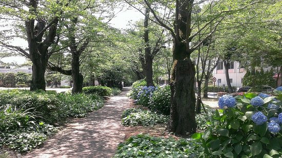 The Institute of Moralogy Kashiwa Campus-柏市必去景点