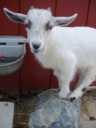 Red River Zoo-法戈必去景点