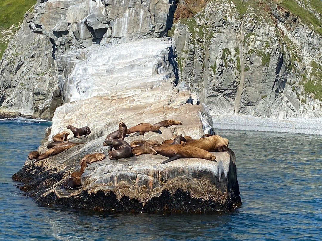 Sea Lion Colony-堪察加彼得巴甫洛夫斯克必去景点