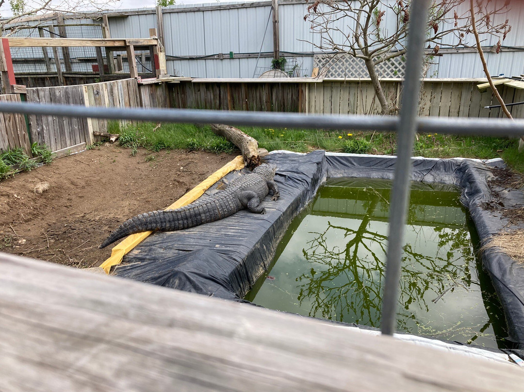 Critchlow Alligator Sanctuary景点图片
