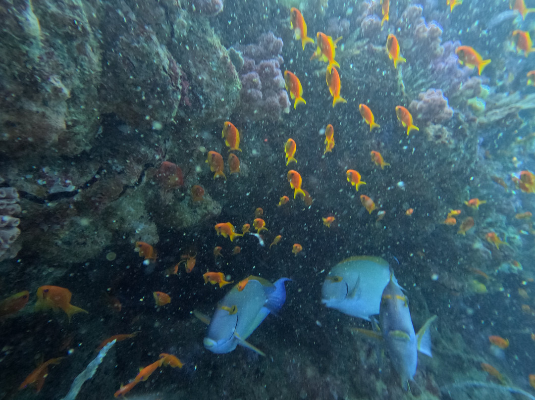 Odyssea Dive-Vilanculos必去景点