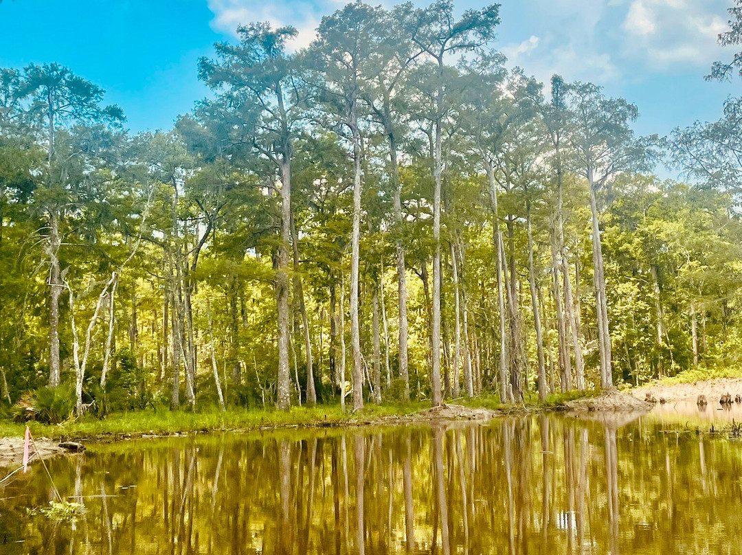 Jean Lafitte Swamp Tours景点图片