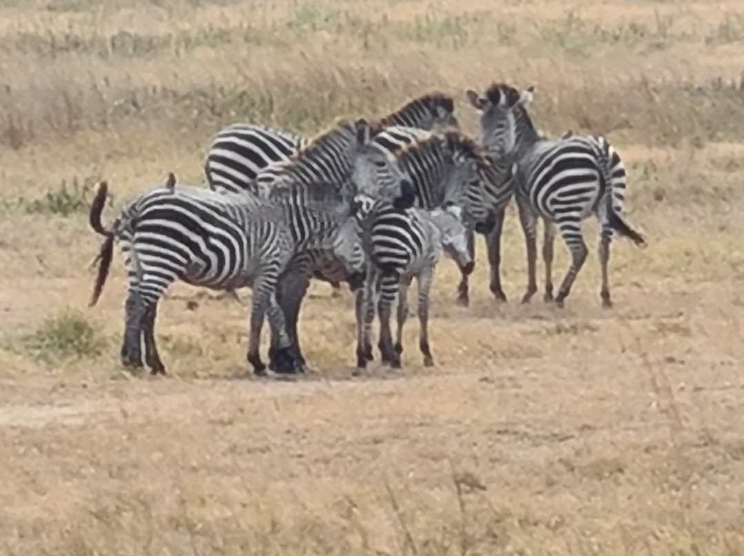 Zanvert Tours & Safaris-桑给巴尔市必去景点