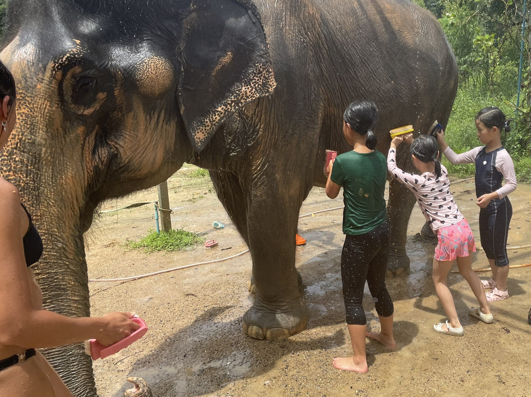 Phuket Elephant Care景点图片