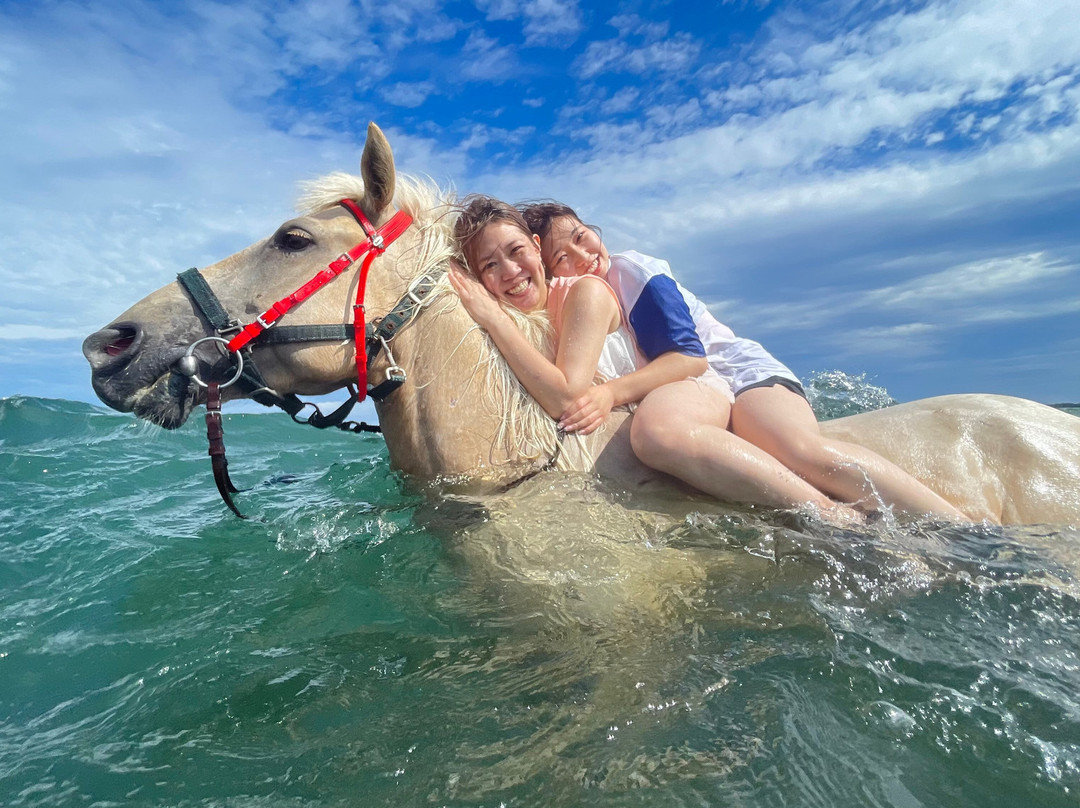 Horse Trekking Farm Miurakaigan-三浦市必去景点