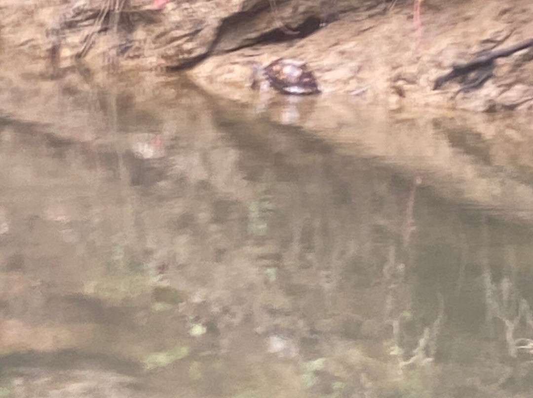 Mammoth Cave Canoe & Kayak景点图片