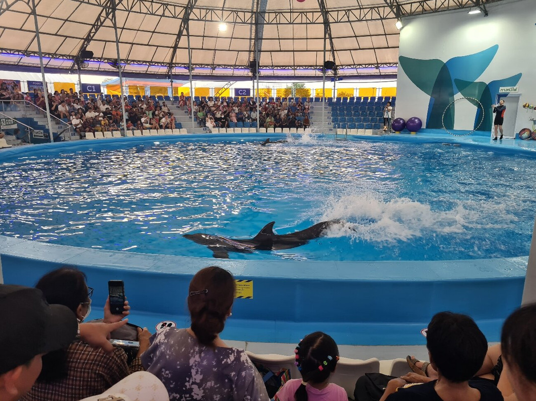 Pattaya Dolphinarium景点图片