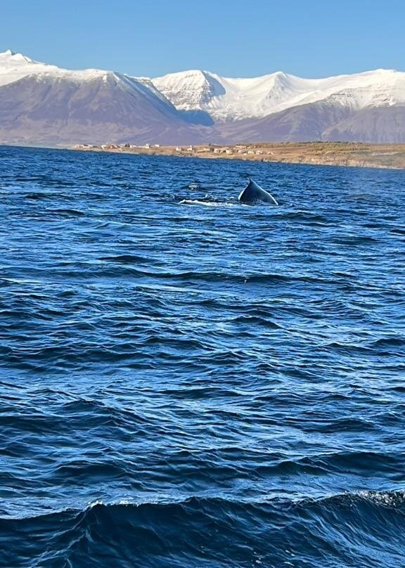 Arctic Sea Tours Whale Watching-Dalvik必去景点
