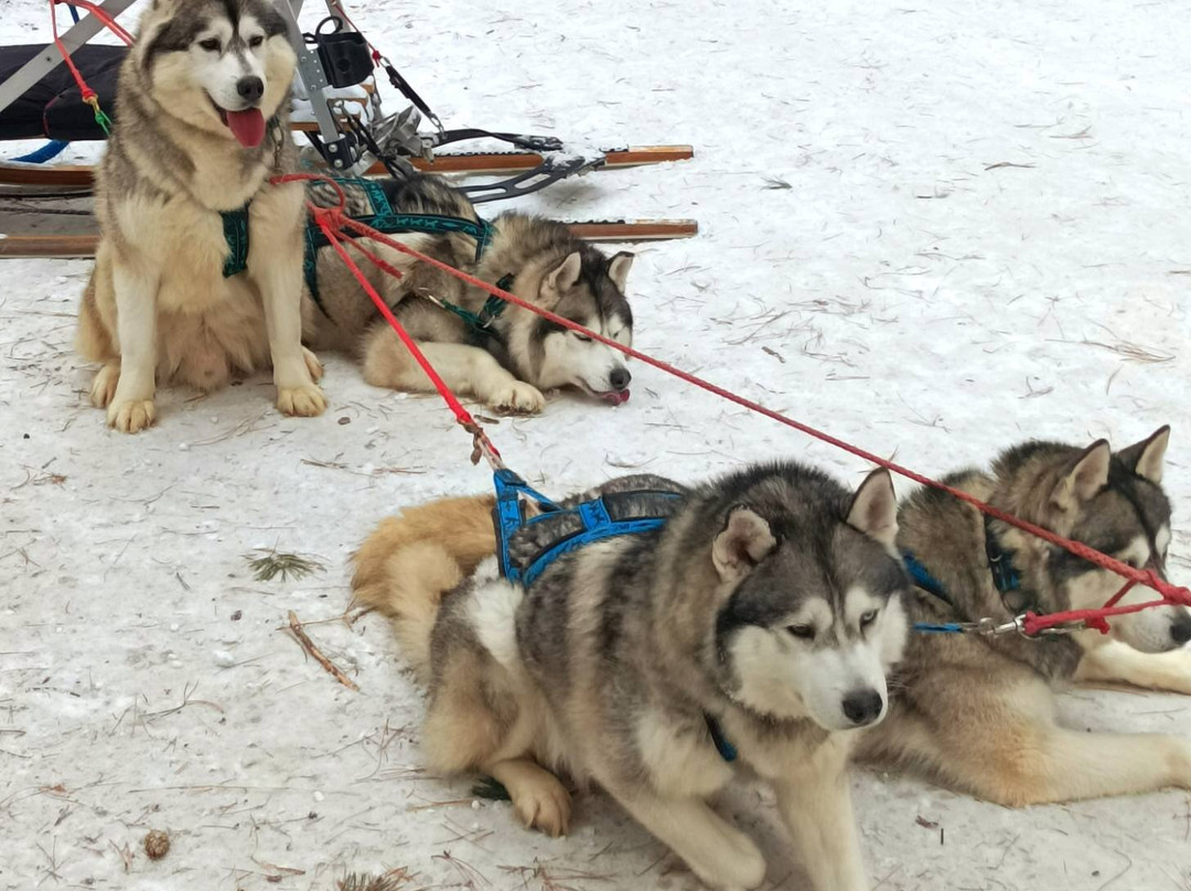 Husky Park Utulik景点图片