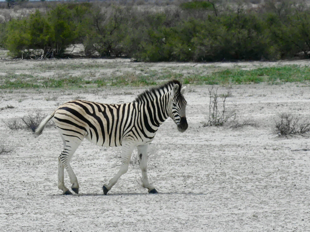 TOM SAFARI NAMIBIA-Okaukuejo必去景点