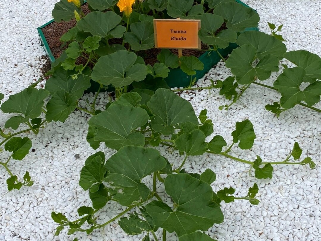 Vavilovsky vegetable garden-Akademgorodok必去景点