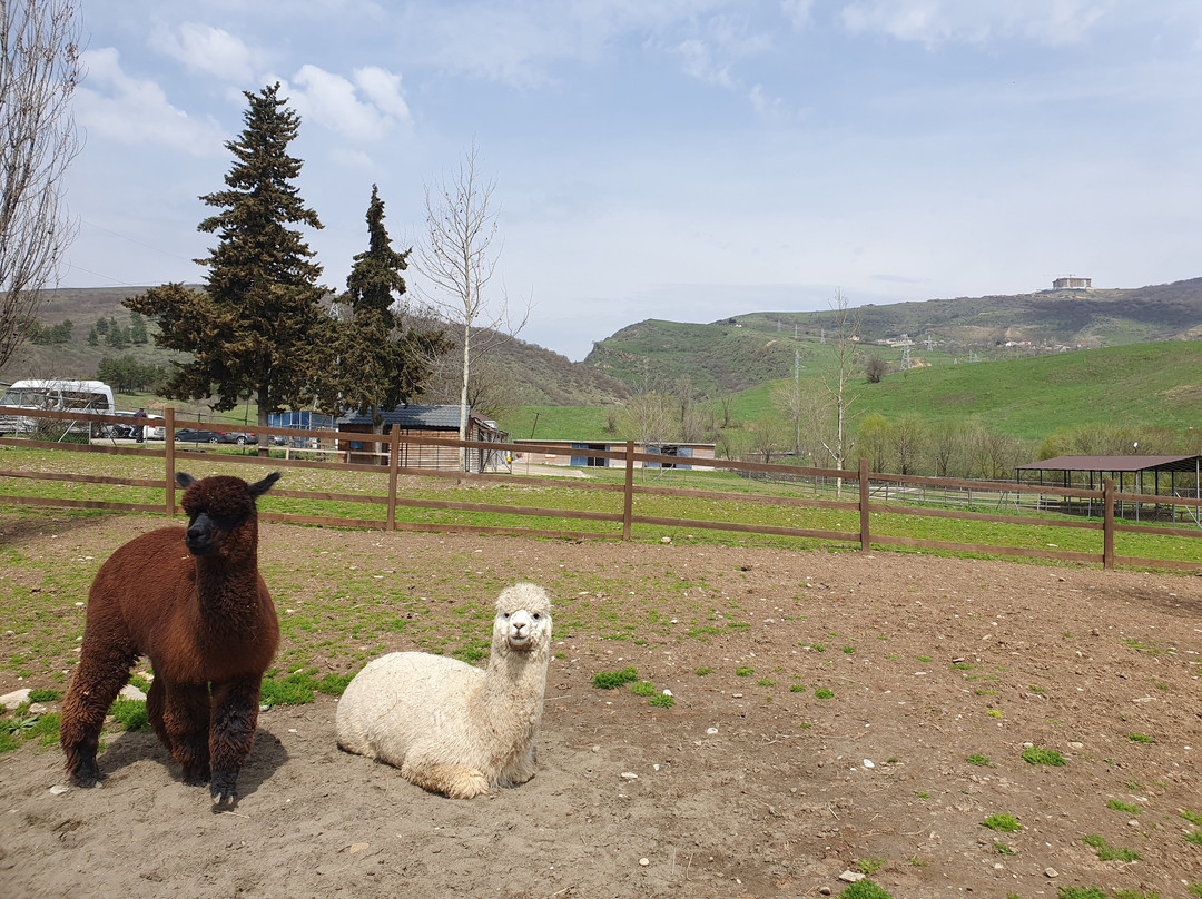 Alpaca Azerbaijan景点图片