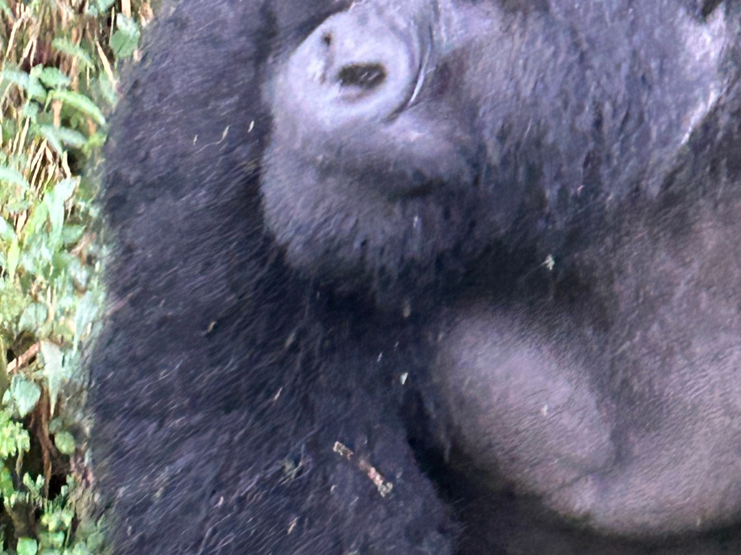 Volcanoes National Park Rwanda景点图片