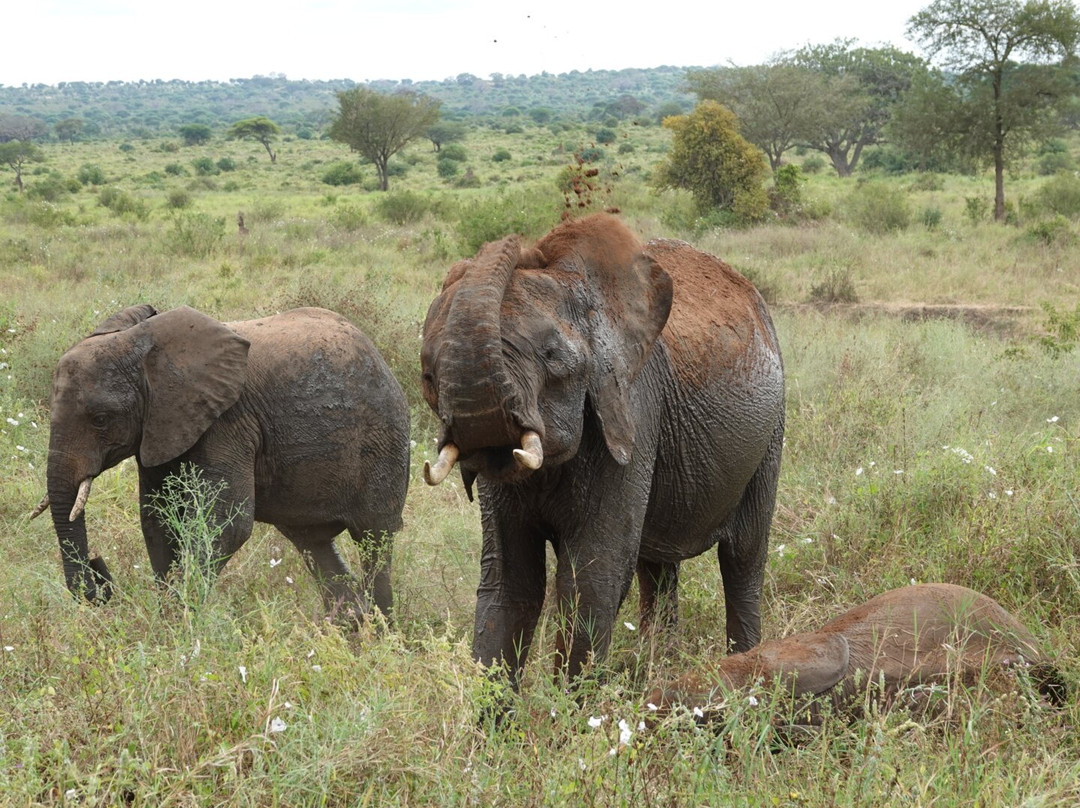 Tanzania Juvenile Safaris-阿鲁沙必去景点
