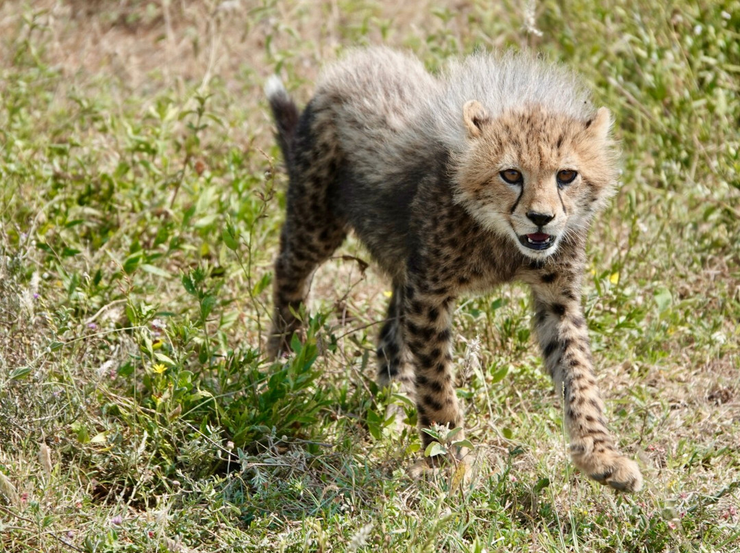 Tanzania Juvenile Safaris