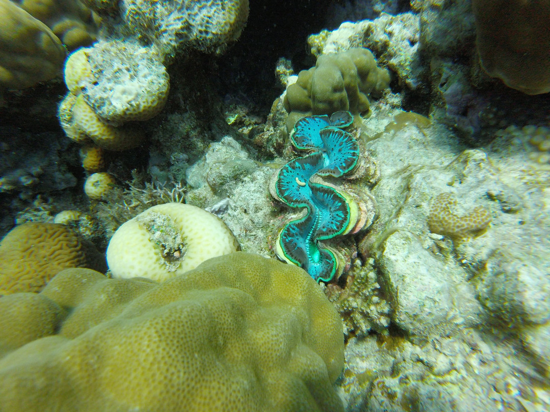 Seashell Sudan-Port Sudan必去景点