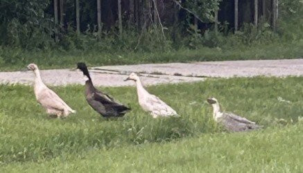 The Dairy Barn Bed and Breakfast主图