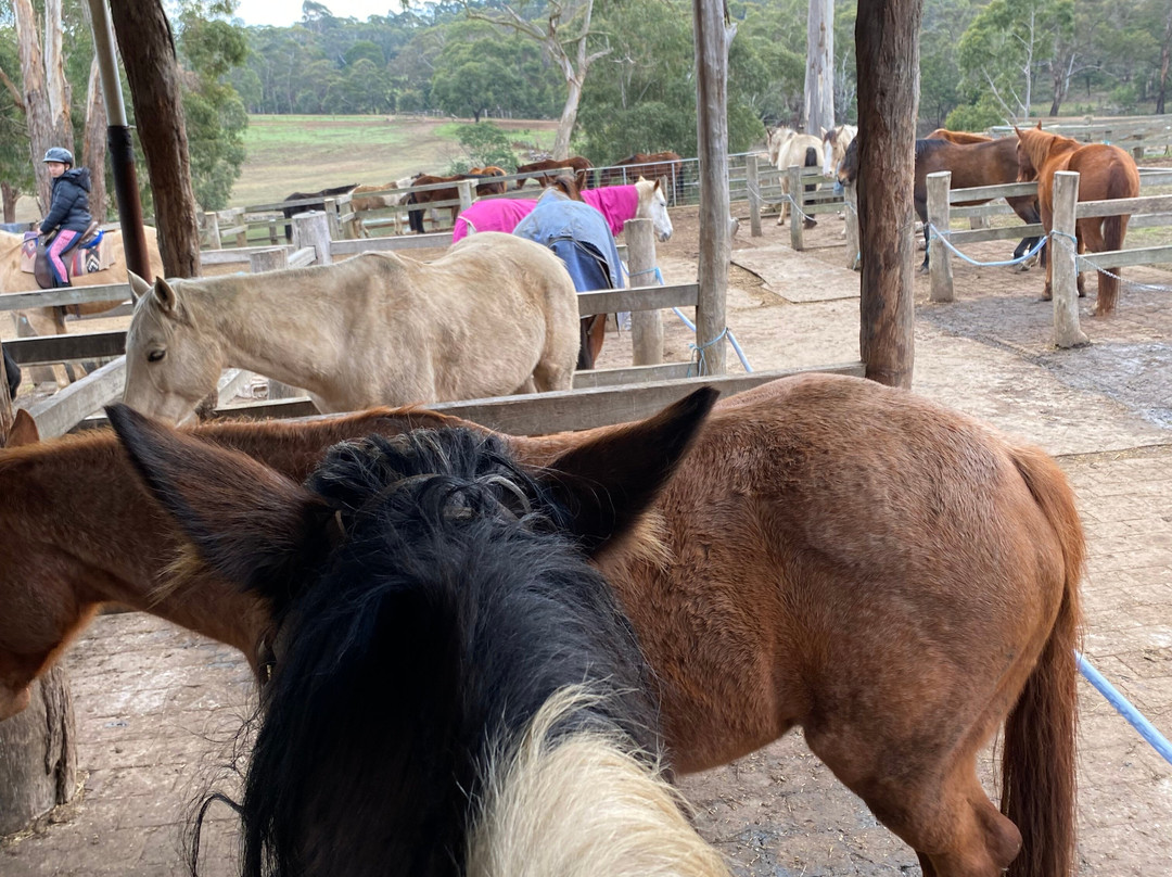Spring Creek Horse Rides-贝尔布拉必去景点