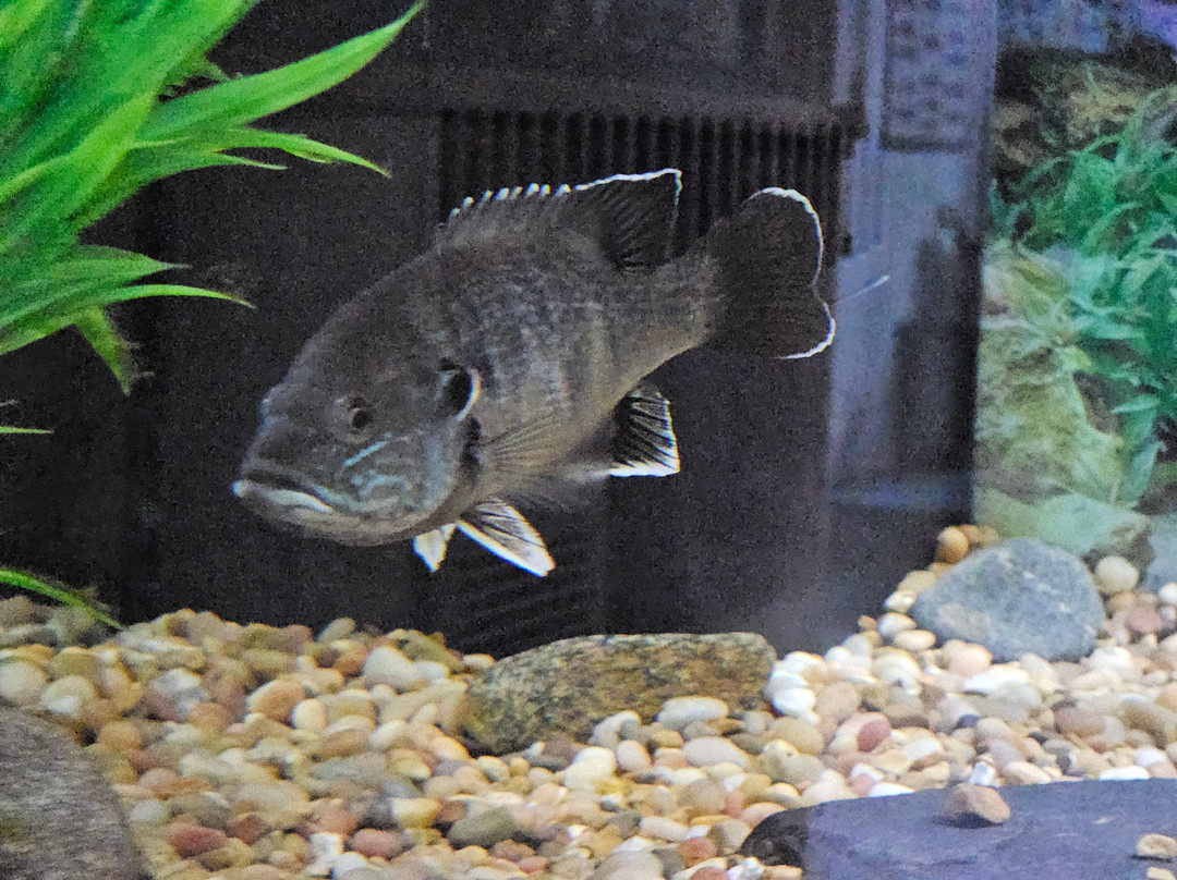 Appalachian Rivers Aquarium景点图片