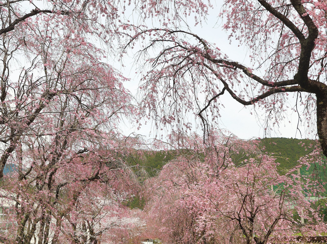 Tokuyama Momonzawa no Sakuranamiki景点图片