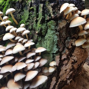 Alte Schmiede Luckendorf-官方