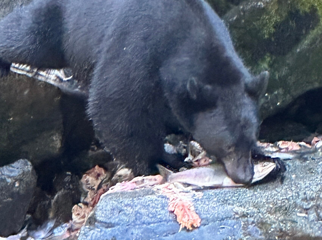 Muddy Water Adventures-Wrangell必去景点