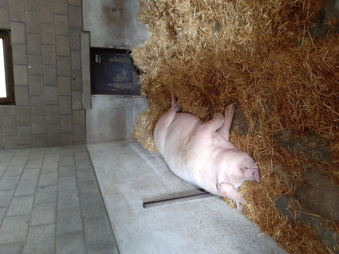Kinderboerderij Mikerf-布拉斯哈特必去景点