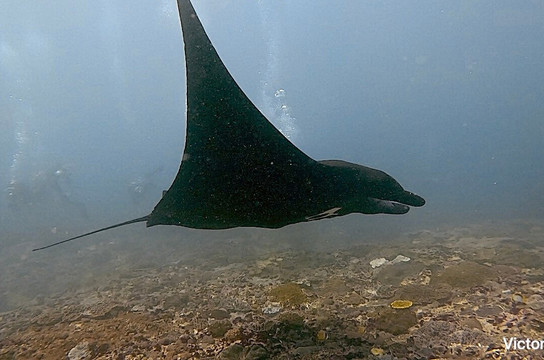Octopus Dive Nusa Penida-珀尼达岛必去景点