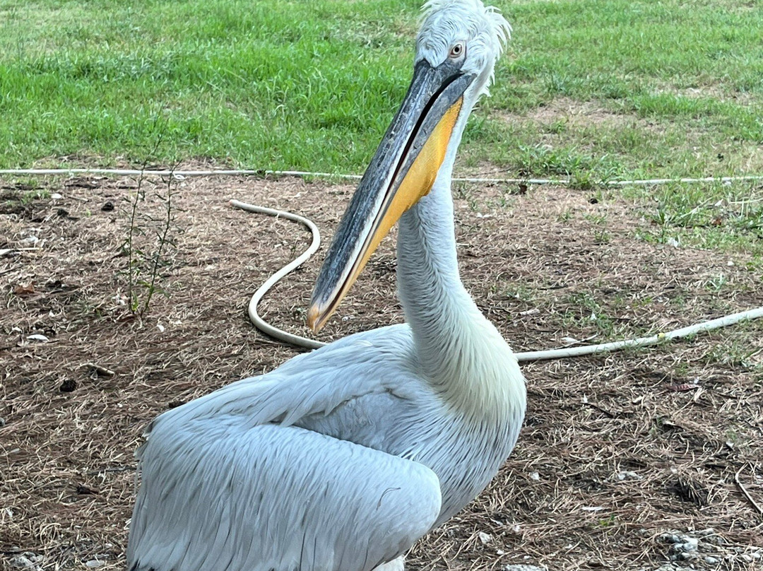 Laguna e Karavastasë-Divjake必去景点