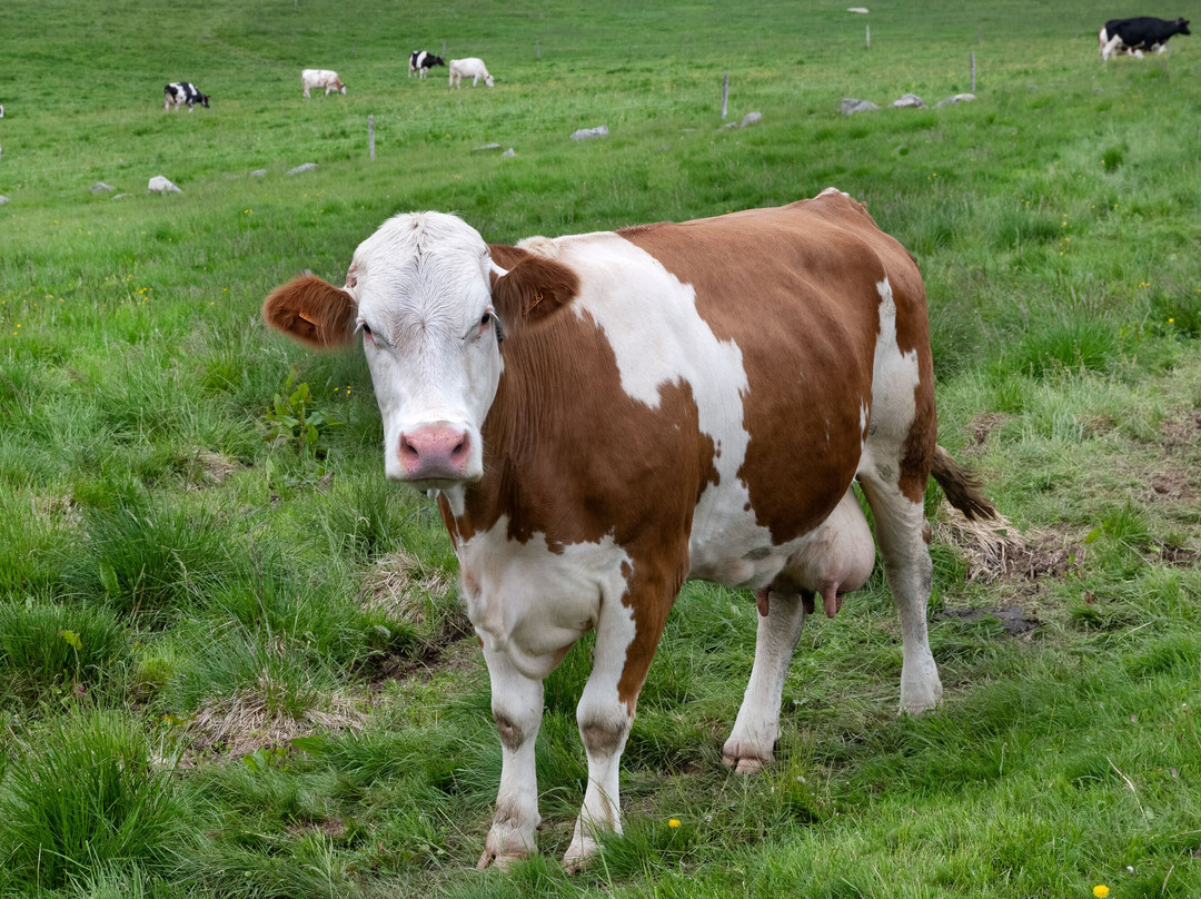 Le Col De La Schlucht-Le Valtin必去景点