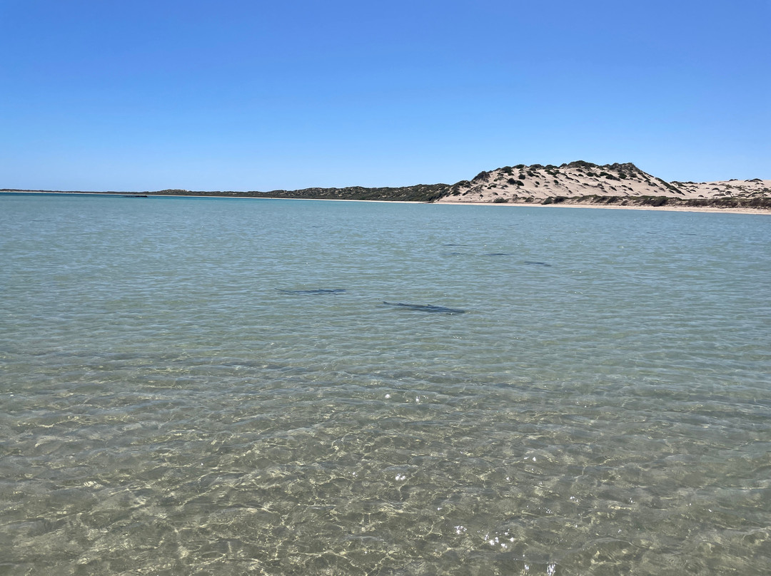 The Coral Bay Shark Nursery-珊瑚湾必去景点