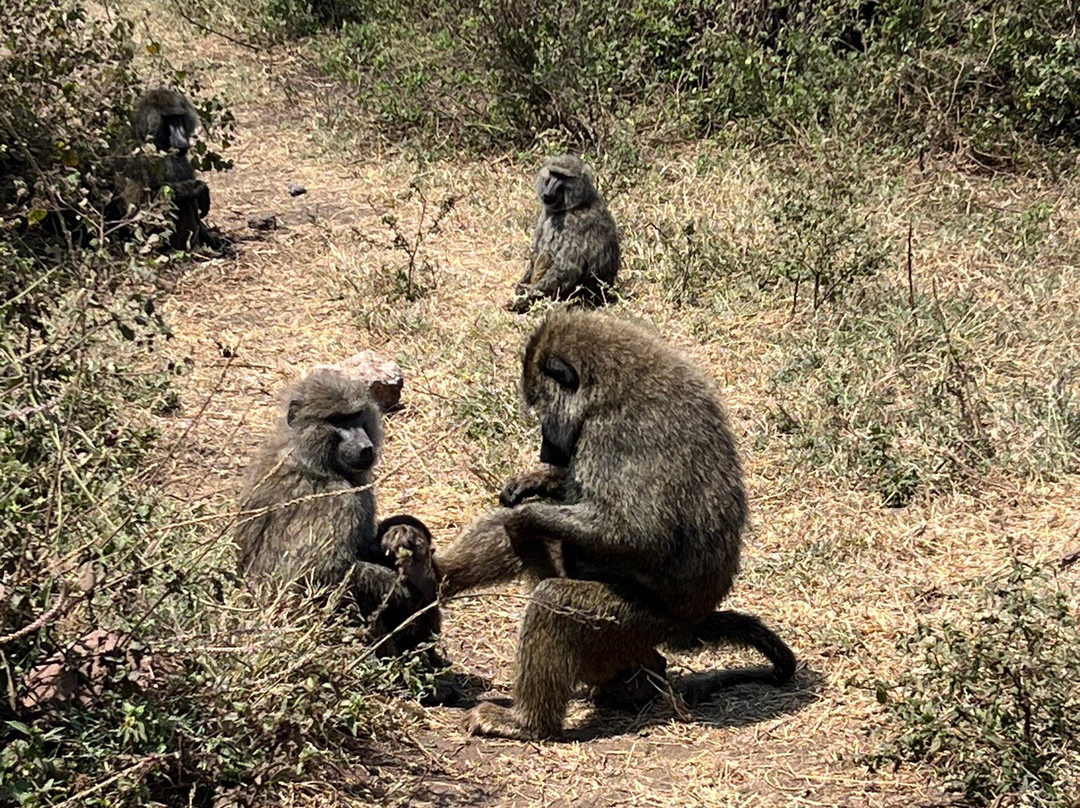 Inquisitive Africa (Safari & Adventure)-莫西必去景点