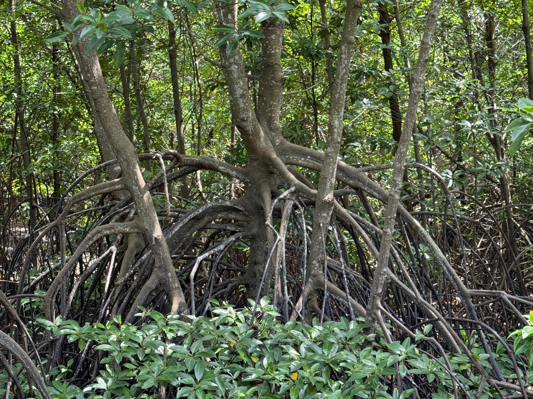 Mangrove Forest Learning Center-罗勇必去景点