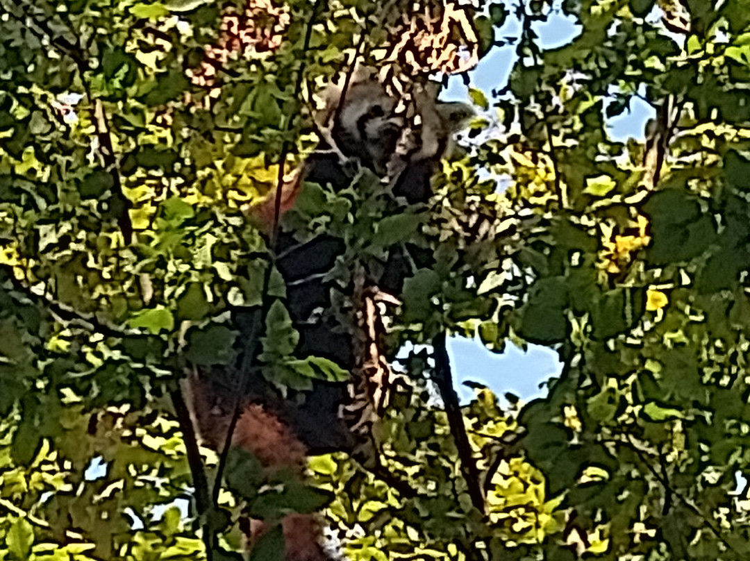 Eindhoven Zoo (voorheen Dierenrijk)景点图片